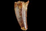 Cretaceous Fossil Crocodile Tooth - Morocco #72775-1
